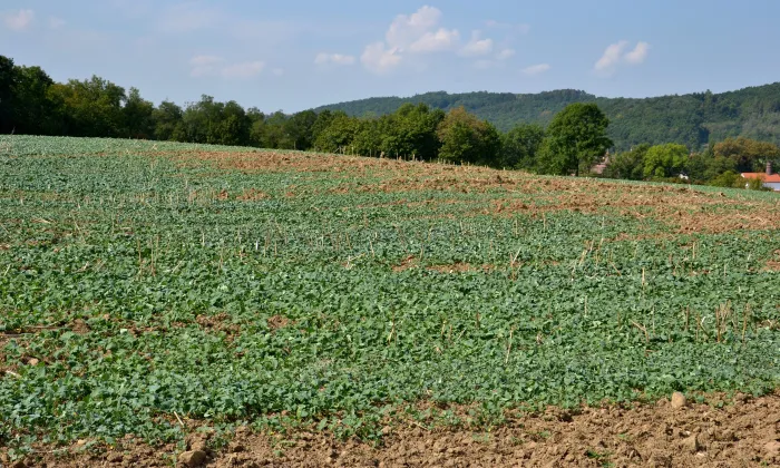 Lochovice (hradiště)
