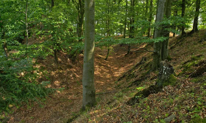 Líšnice