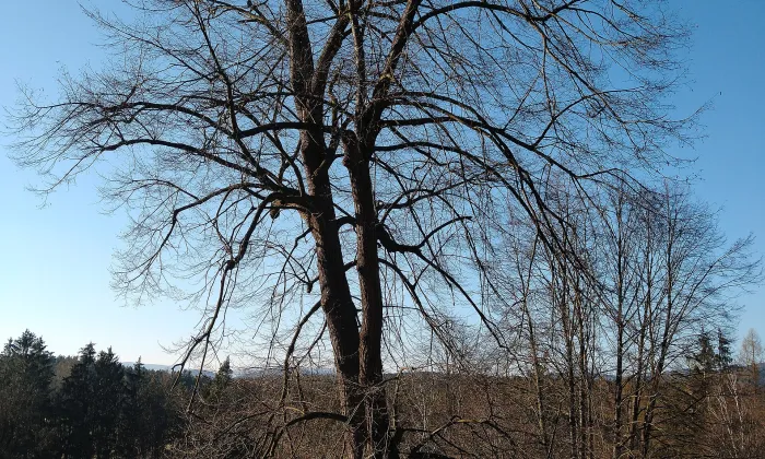 Oppidum Třísov