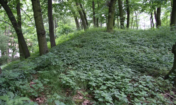 Prácheň