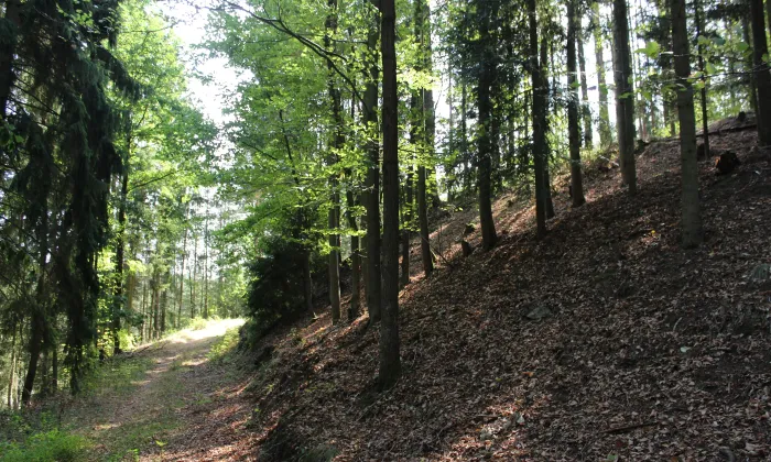 Žíkovec