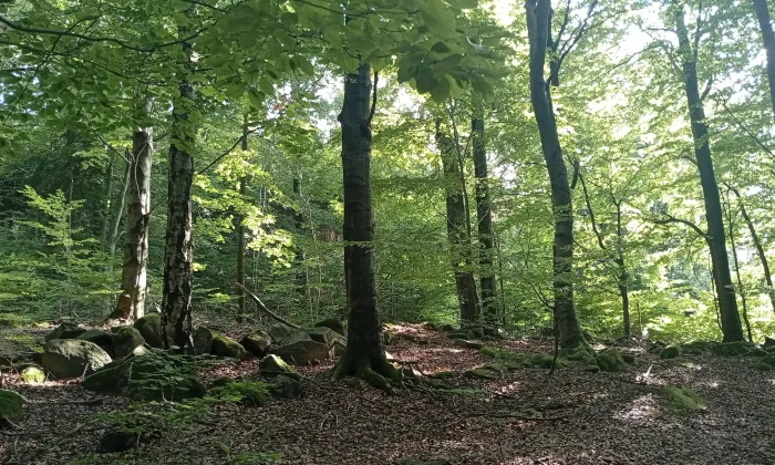 Lipová 424