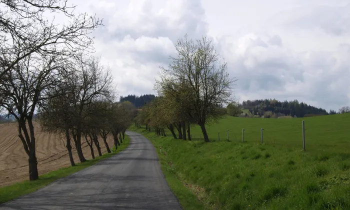 Mačice