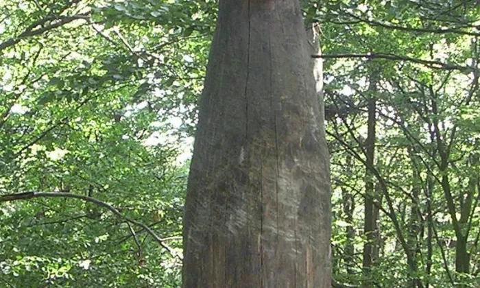 Výšinné neopevněné sídliště Velíz
