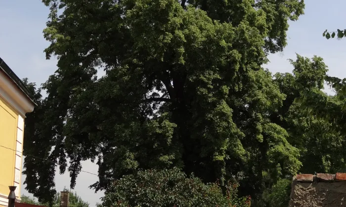 Panský dvůr, Vinoř
