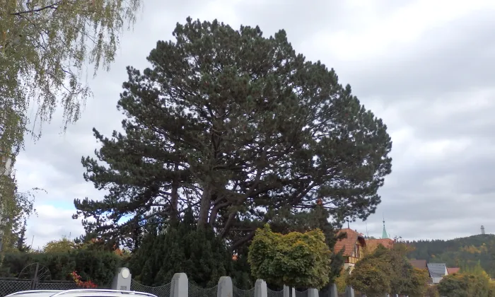 Vila Franke