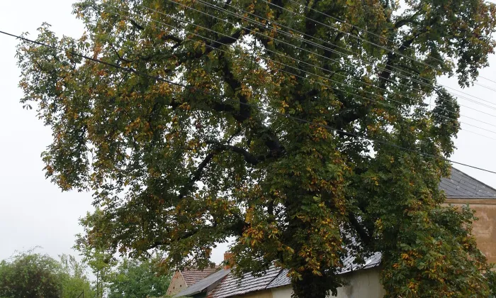 Skočice