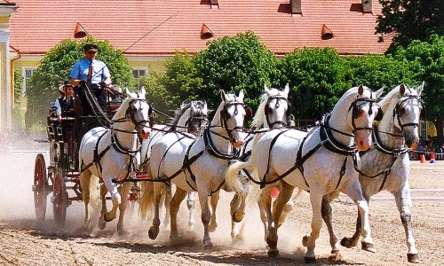 Krajina pro chov a výcvik ceremoniálních kočárových koní v Kladrubech nad Labem