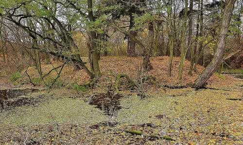 Budiš