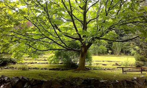 Arboretum ČZU v Kostelci nad Černými lesy