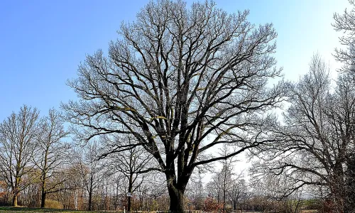 Dvoreček