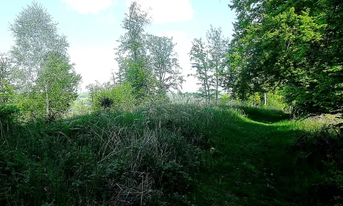 Rýsov (Provodov)