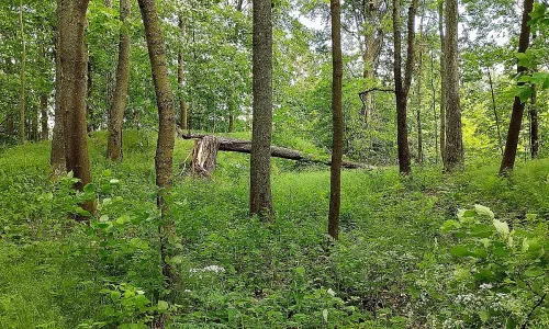 Žďár (Žďár)