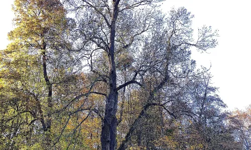 Park Boženy Němcové