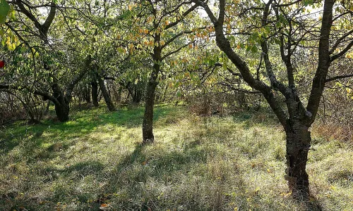 Hradiště Klučov – Na Ptáčku