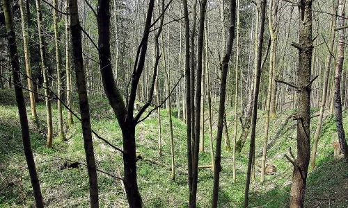 Javor