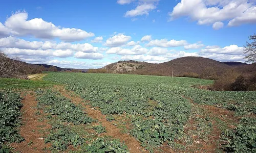 Kozel (hradiště, okres Beroun)