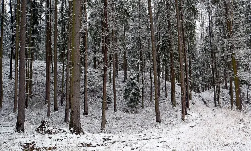 Svákov