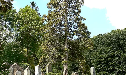 Židovský hřbitov v Mořině