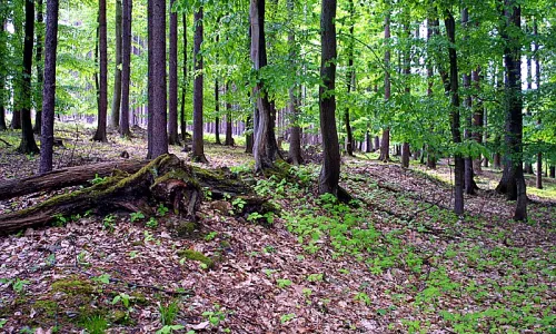 Třebokov