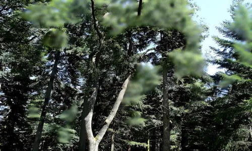 Arboretum Bukovina