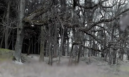 keltská viereckschanze u Mšeckých Žehrovic