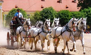 Krajina pro chov a výcvik ceremoniálních kočárových koní v Kladrubech nad Labem