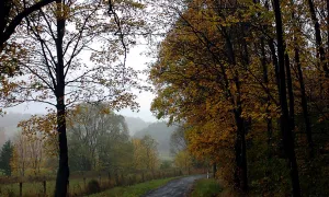 Burkvíz