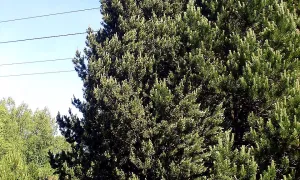Arboretum Sofronka