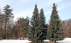 Arboretum Vysoké Chvojno