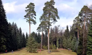 Arboretum Řícmanice