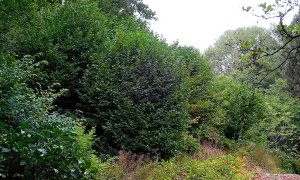 Purkhybl