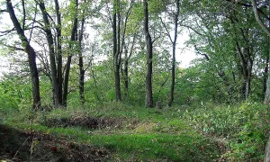 Řebřík