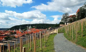 Svatováclavská vinice