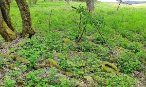 Kostel svatého Jakuba Většího (Rovná)