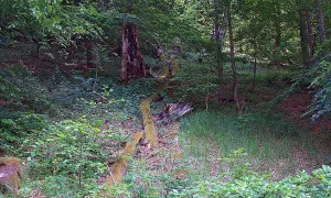 Hradiště Baba (hradiště)
