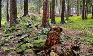 Hradiště na Sedle