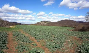 Kozel (hradiště, okres Beroun)