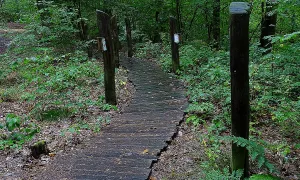 Větrný mlýn (Růžová)