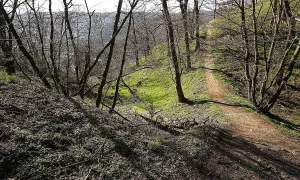 Zvolská homole