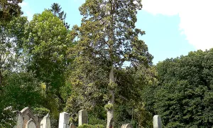 Židovský hřbitov v Mořině