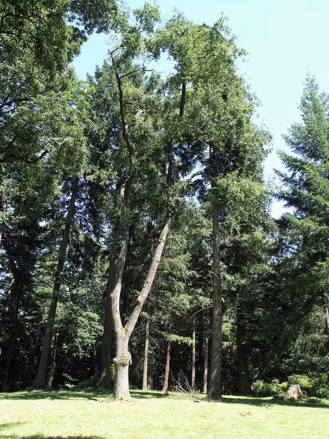 Dnešní pohled – Arboretum Bukovina