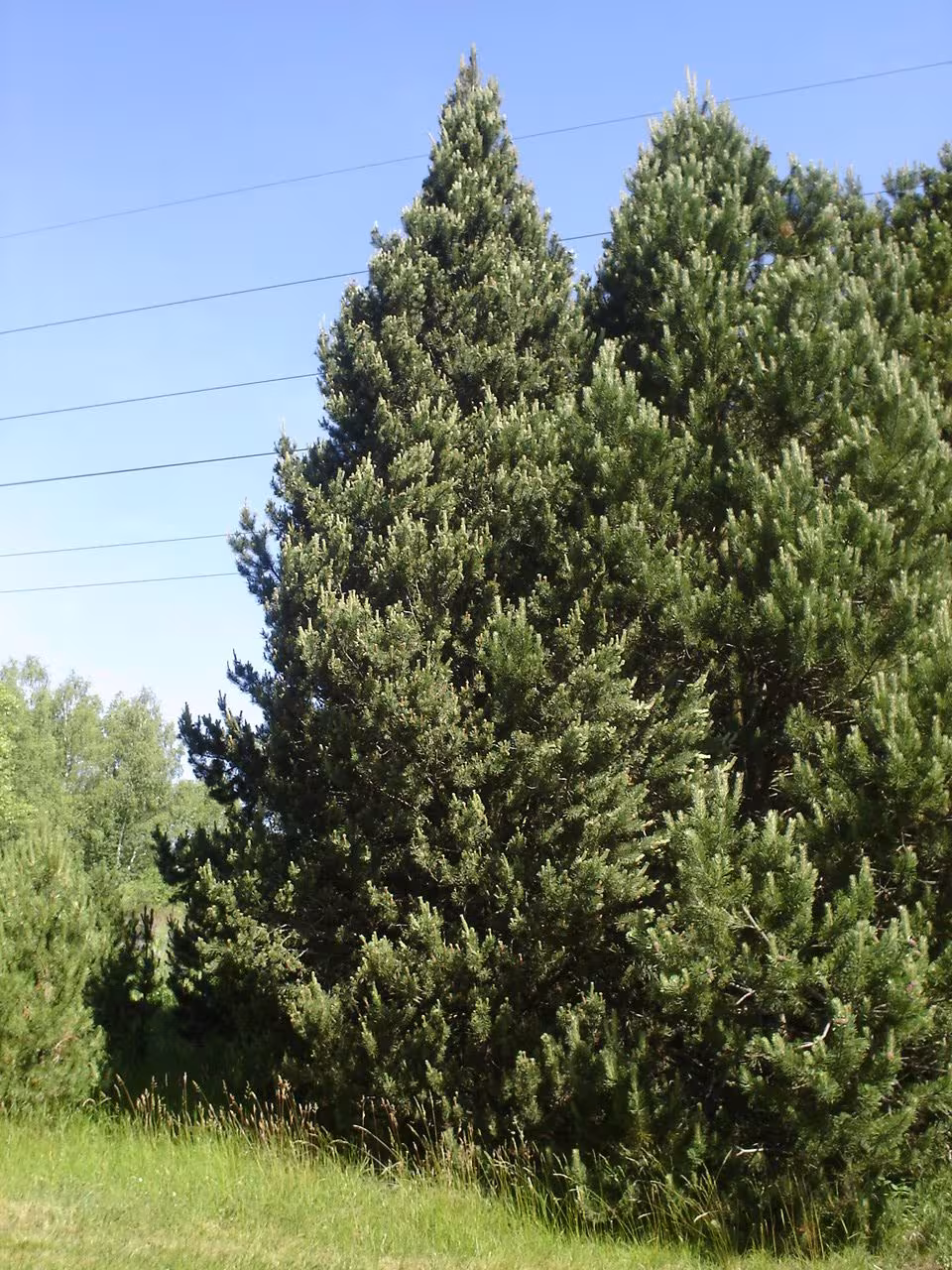 Dnešní pohled – Arboretum Sofronka