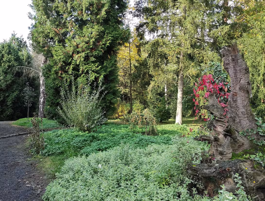 Today's view – Arboretum Střední lesnické školy v Hranicích