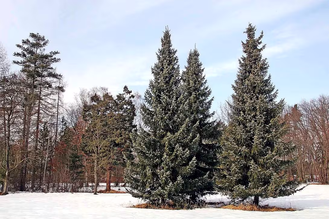 Arboretum Vysoké Chvojno