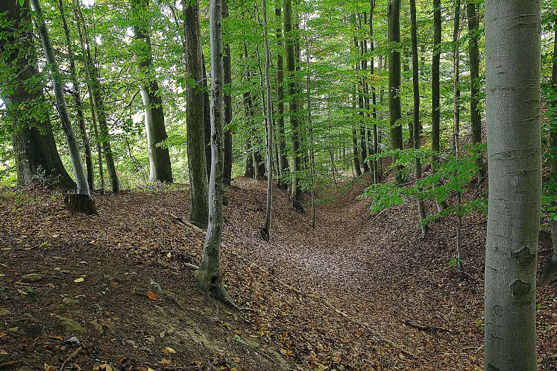Osiky