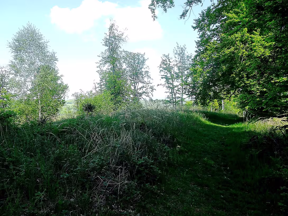 Rýsov (Provodov)