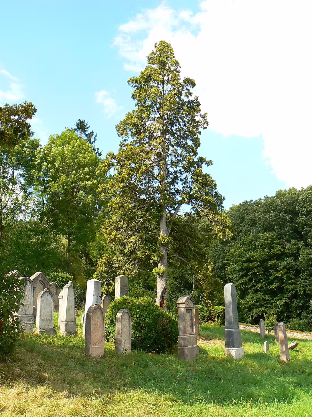 Today's view – Židovský hřbitov v Mořině