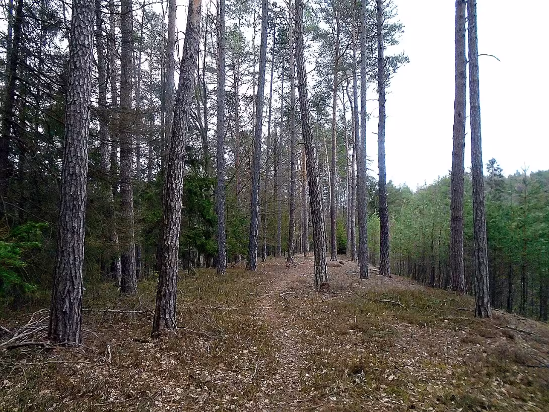 Sellnerovo hradiště