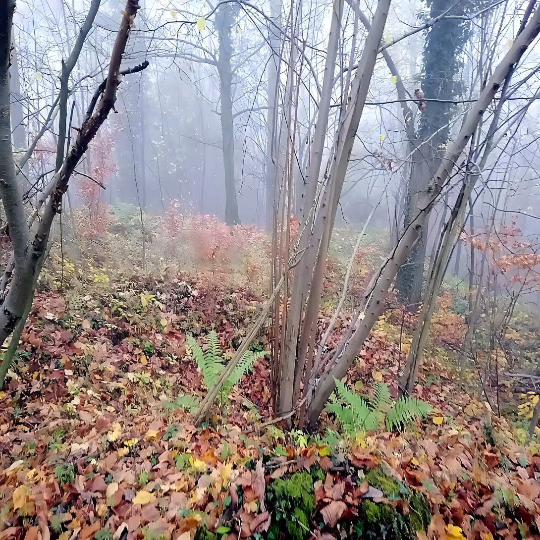 Hradiště Orlík
